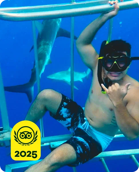 Image Description: A person diving with sharks. A yellow 2025 Travelers’ Choice Awards Best of the Best badge is on the bottom left corner of the image.