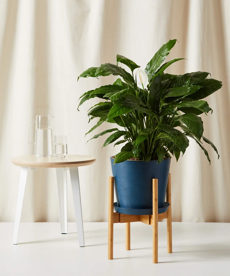 Image of Peace Lily
