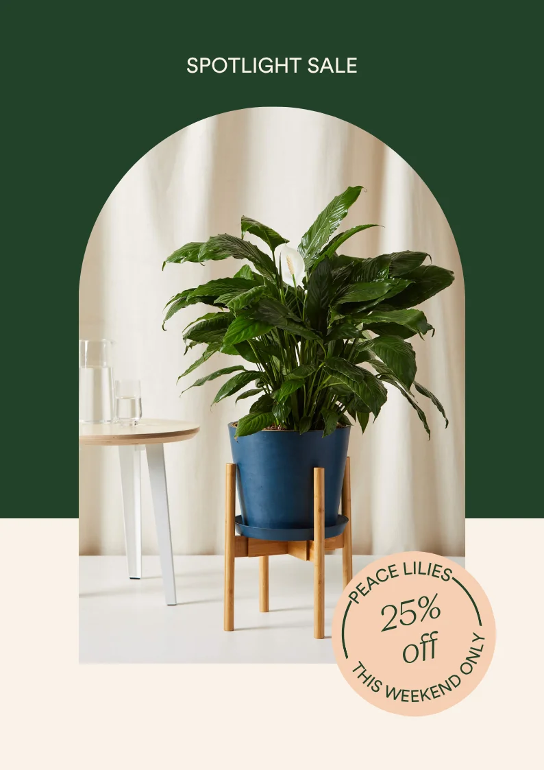 Save 25% on the peace lily