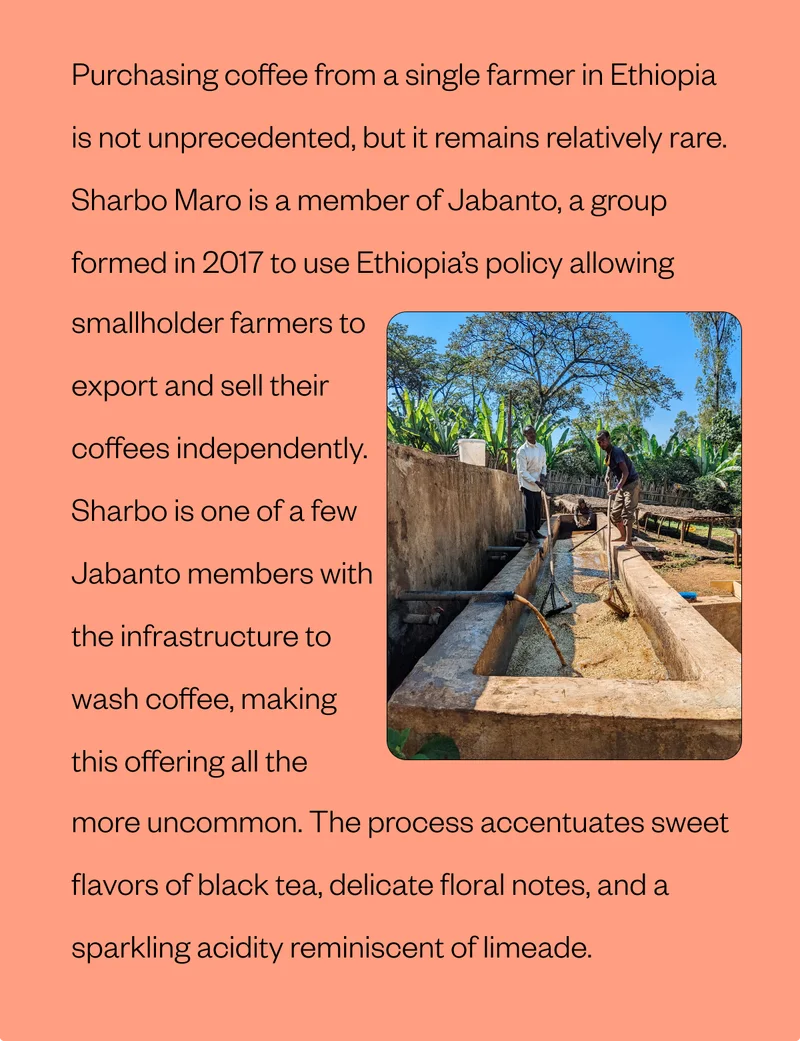 Purchasing coffee from a single farmer in Ethiopia is not unprecedented, but it remains relatively rare. Sharbo Maro is a member of Jabanto, a group formed in 2017 to use Ethiopia’s policy allowing smallholder farmers to export and sell their coffees independently. Sharbo is one of a few Jabanto members with the infrastructure to wash coffee, making this offering all the more uncommon. The process accentuates sweet flavors of black tea, delicate floral notes, and a sparkling acidity reminiscent of limeade.