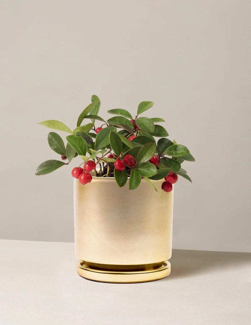Image of Wintergreen Cherry Berries