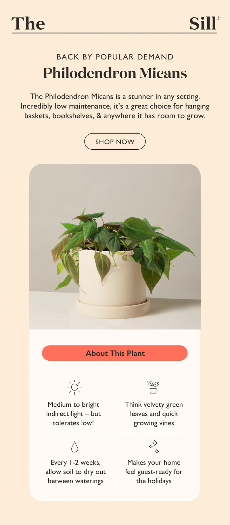 The Philodendron Micans is a stunner in any setting. Incredibly low maintenance, it's a great choice for hanging baskets, bookshelves, and anywhere it has room to grow. Shop now before it sells out!