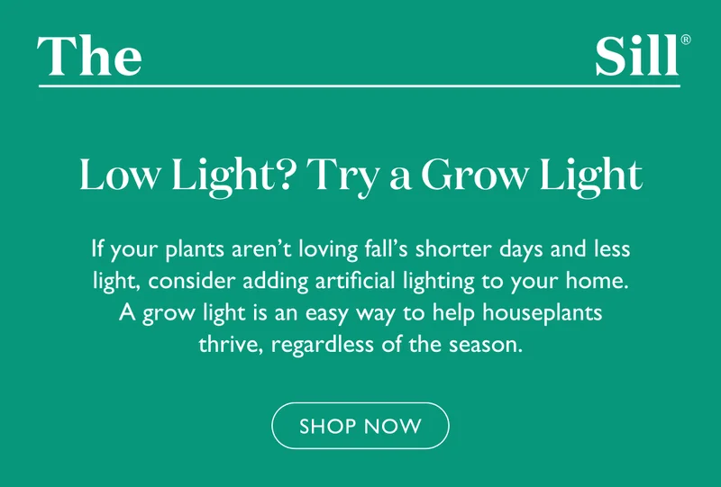 If you're plants aren't loving fall's shorter days and less light, consider adding artificial lighting to your home. A grow light is an easy way to help houseplants thrive, regardless of the season.