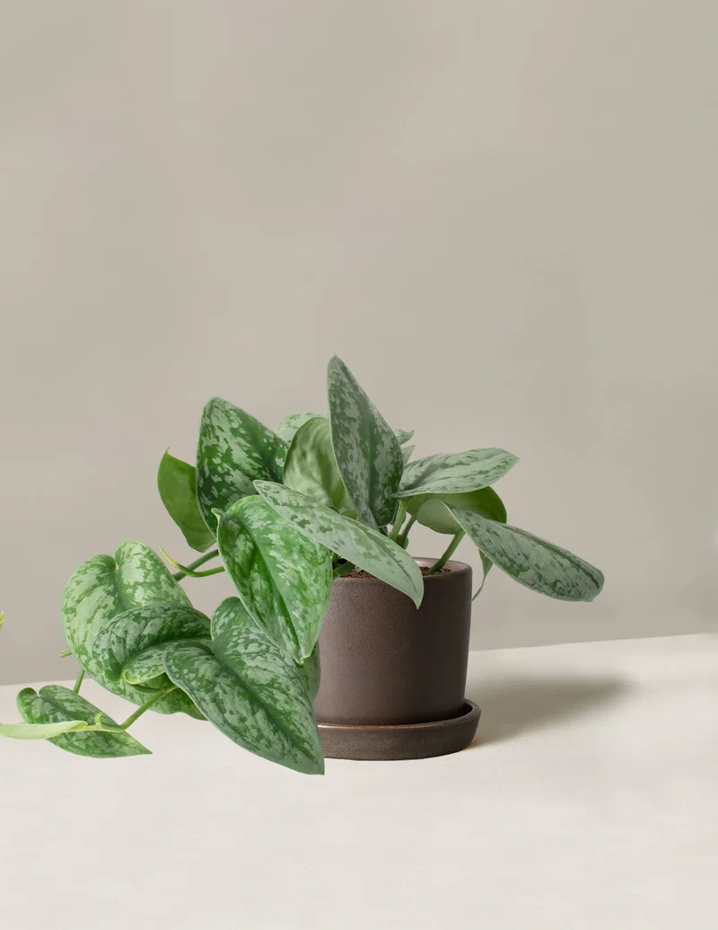 Image of Satin Pothos