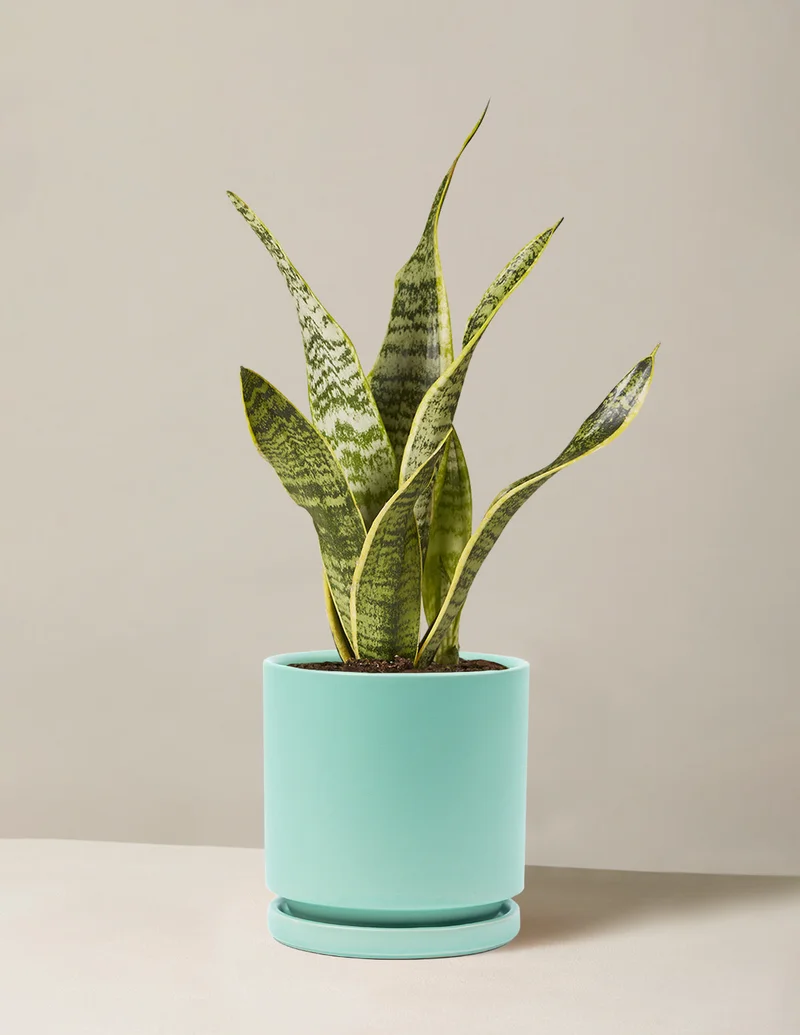 Image of Snake Plant Laurentii