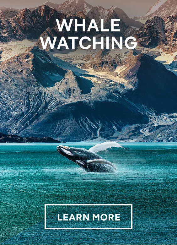 Whale Watching – Click to View Cruises & Book Now Whale Watching – Click to View Cruises & Book Now