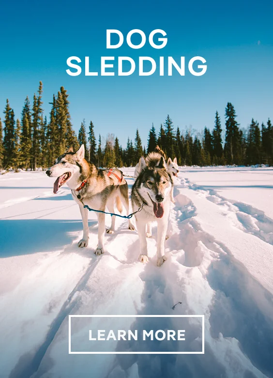 Dog Sledding – Click to View Cruises & Book Now Dog Sledding – Click to View Cruises & Book Now