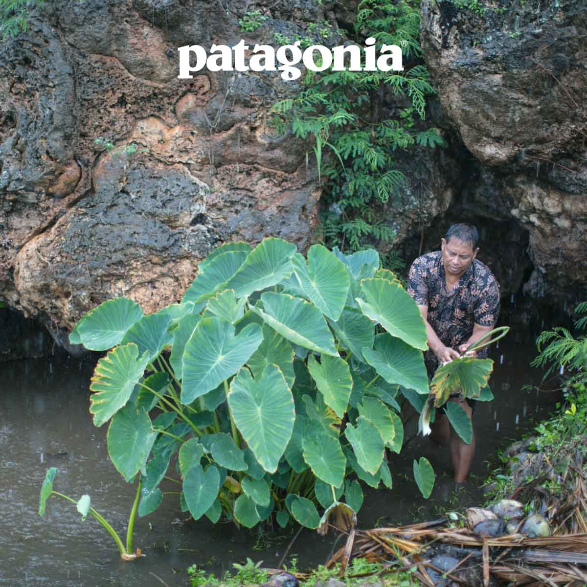 Patagonia. A person tends to a taro plant while standing in shallow water and pouring rain.