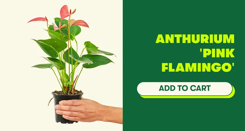 Anthurium 'Pink Flamingo'