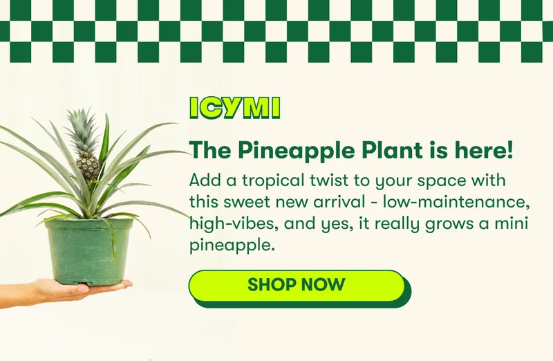 Pineapple Plant is Here!