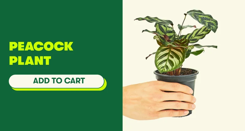 Peacock Plant