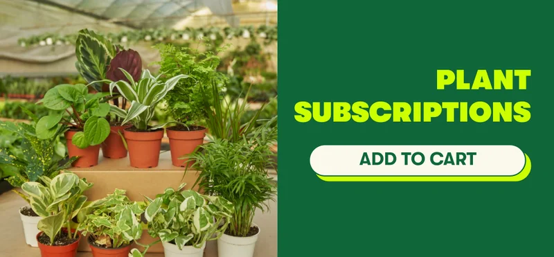Plant Subscription