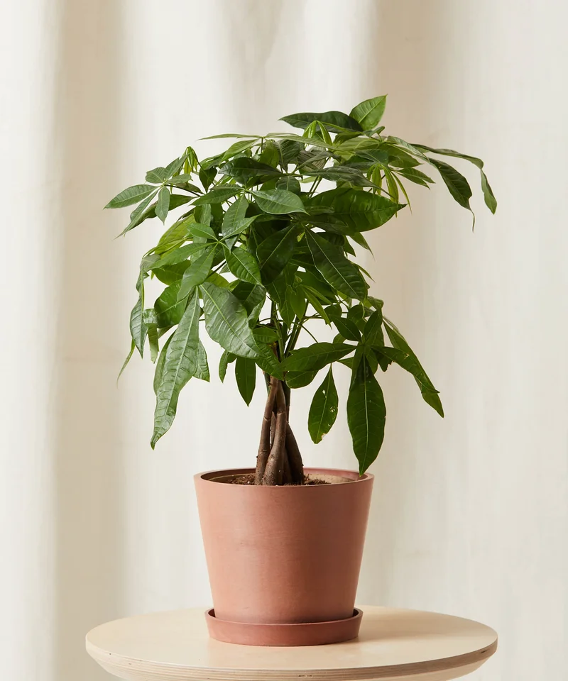Image of Money Tree Braid -  Clay