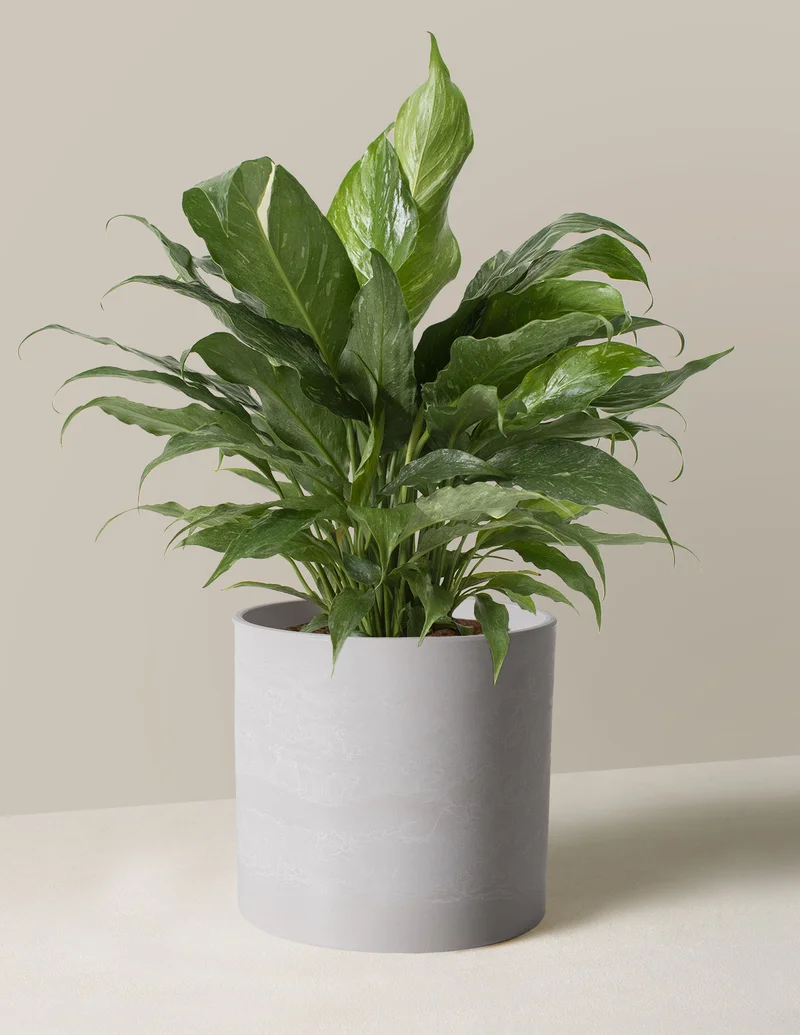 Image of Peace Lily ‘Domino’