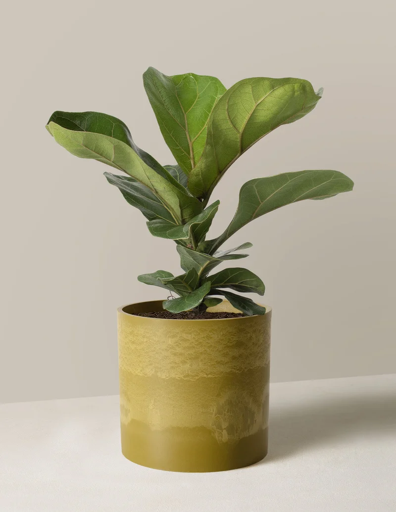 Image of Fiddle Leaf Fig