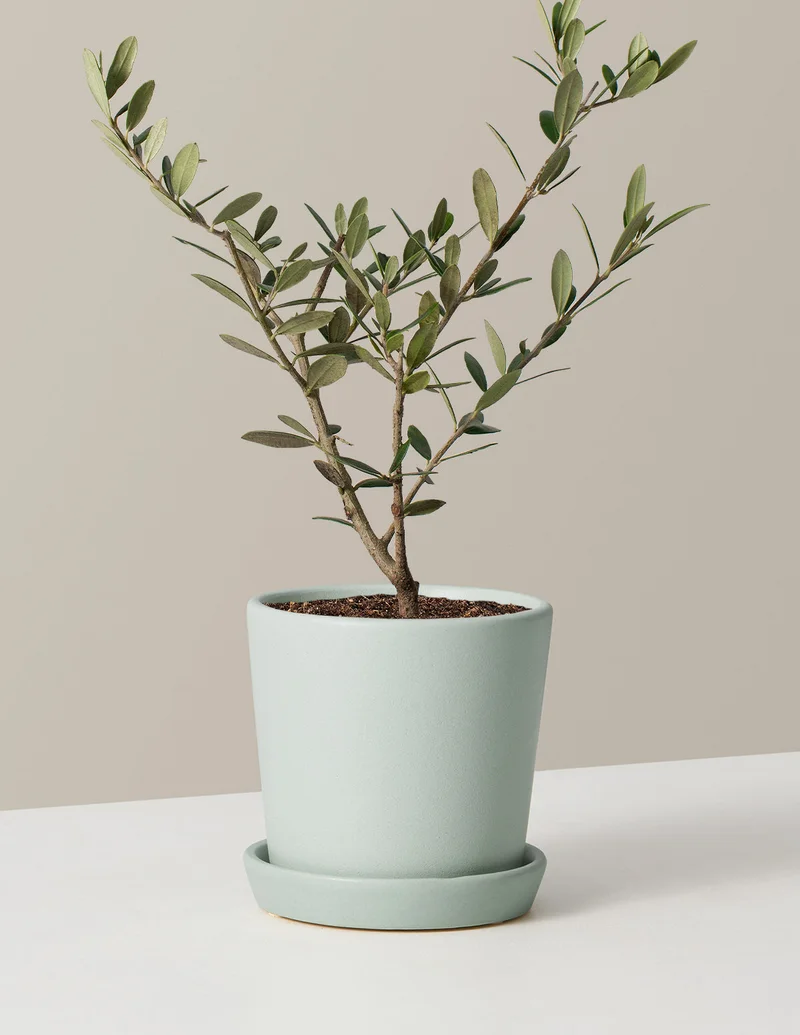 Image of Olive Tree