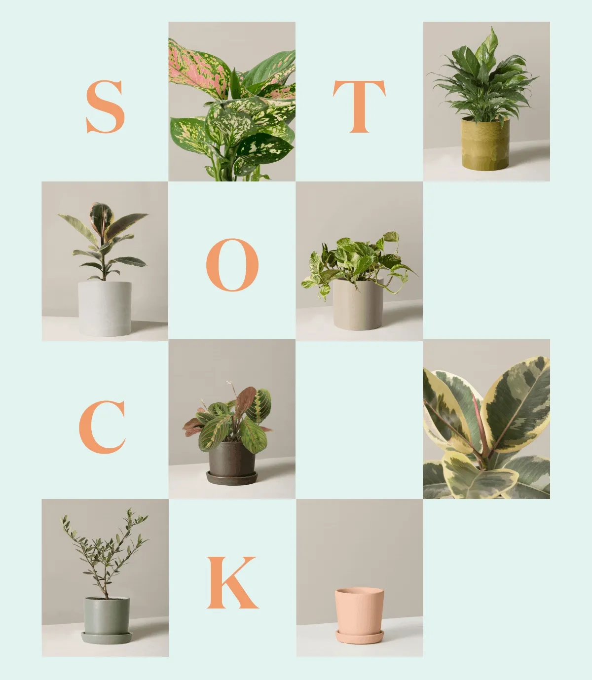 Stock Your Sill: Free Planter With Purchase
