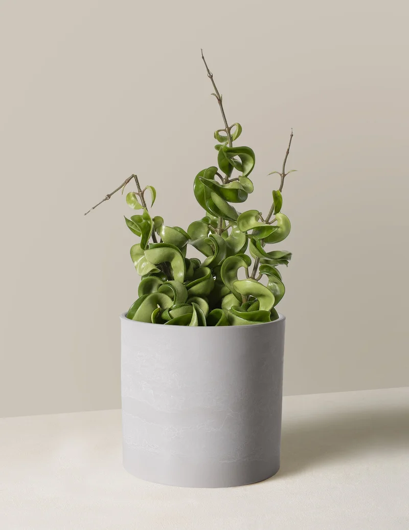 Image of Hoya Hindu Rope
