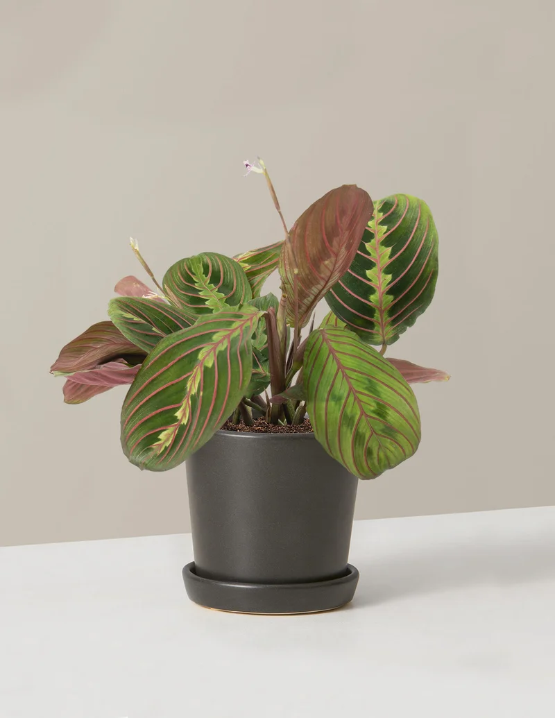 Image of Maranta Red