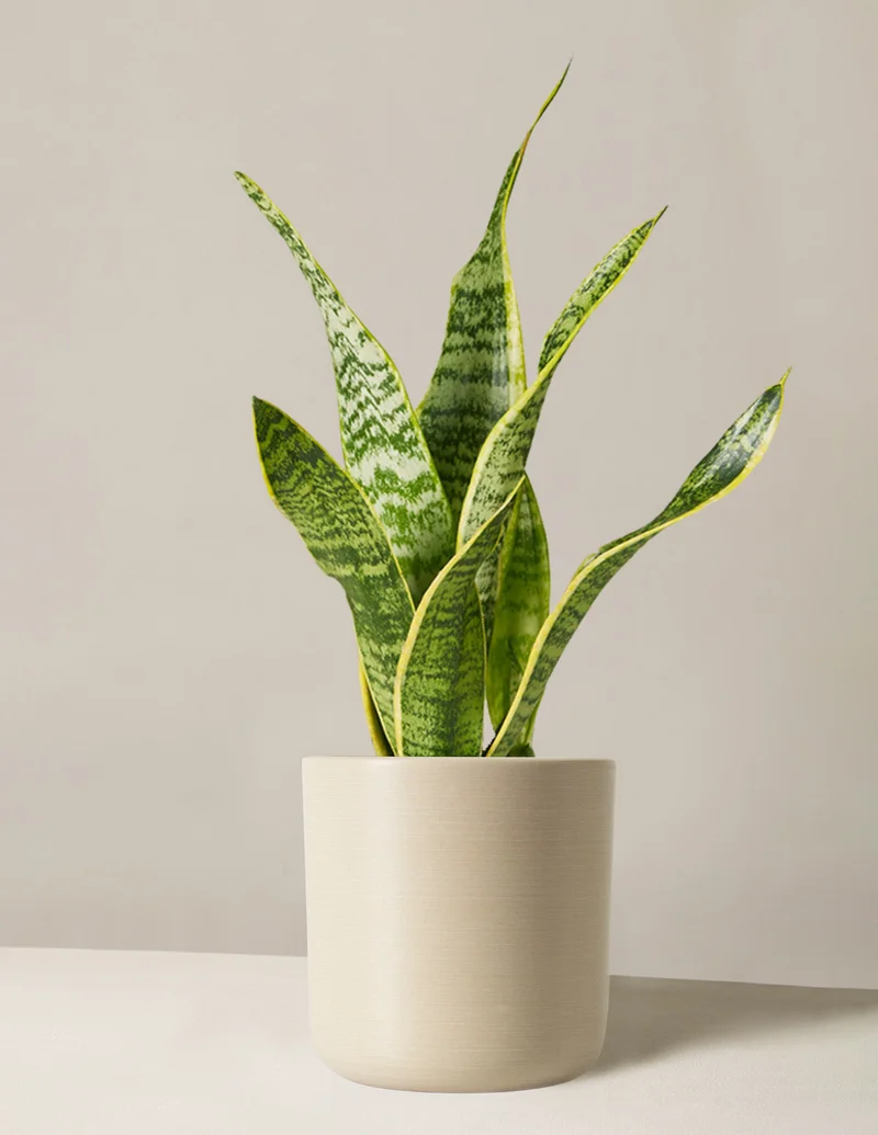 Image of Snake Plant Laurentii