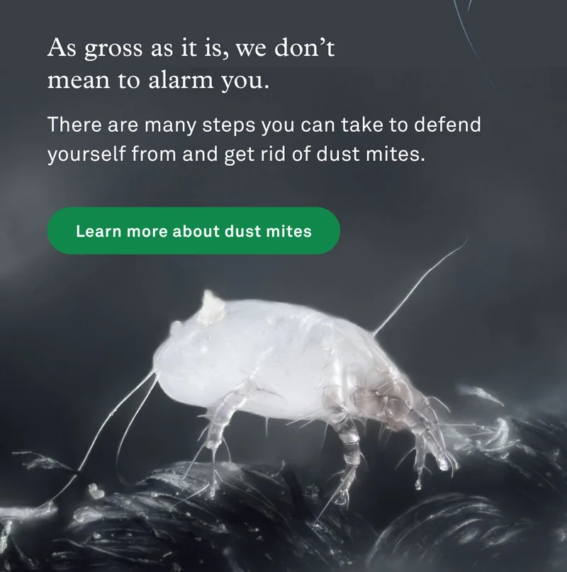 Learn more about dust mites