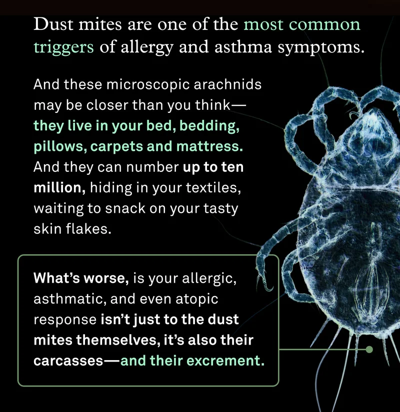 Dust mites are one of the most common triggers of allergy and asthma symptoms