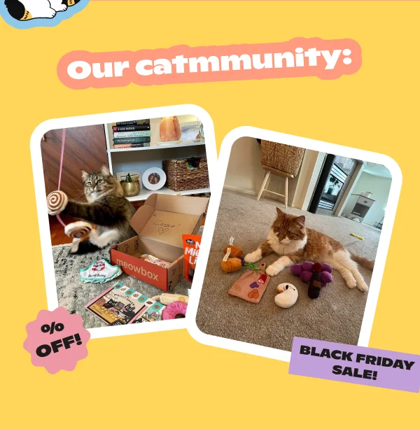 Our catmmunity: Image of a cat playing with the Bakery meowbox. Next to another image playing with the Napaw Valley box toys.