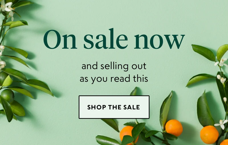 shop now