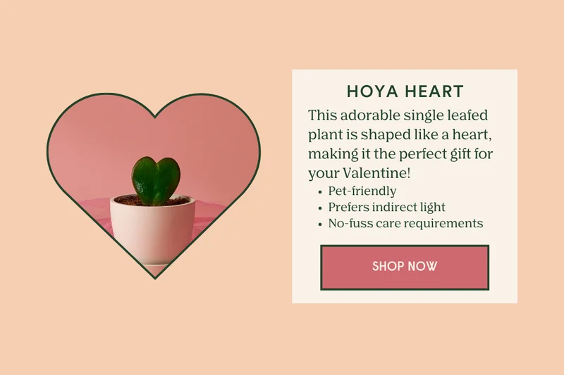 shop the hoya heart