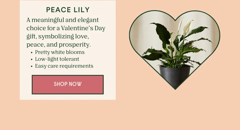 Shop the Peace Lily