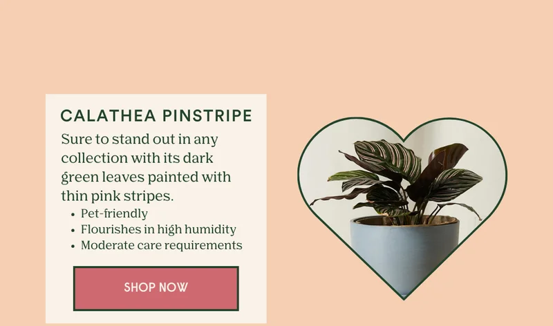 shop the calathea pinstripe
