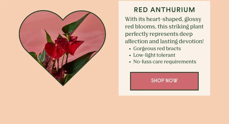 Shop the Red Anthurium
