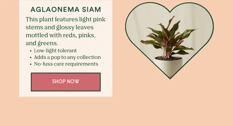 Shop the Aglaonema Siam