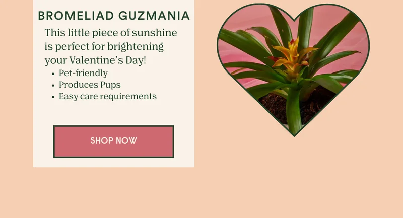 Shop the Bromeliad Guzmania