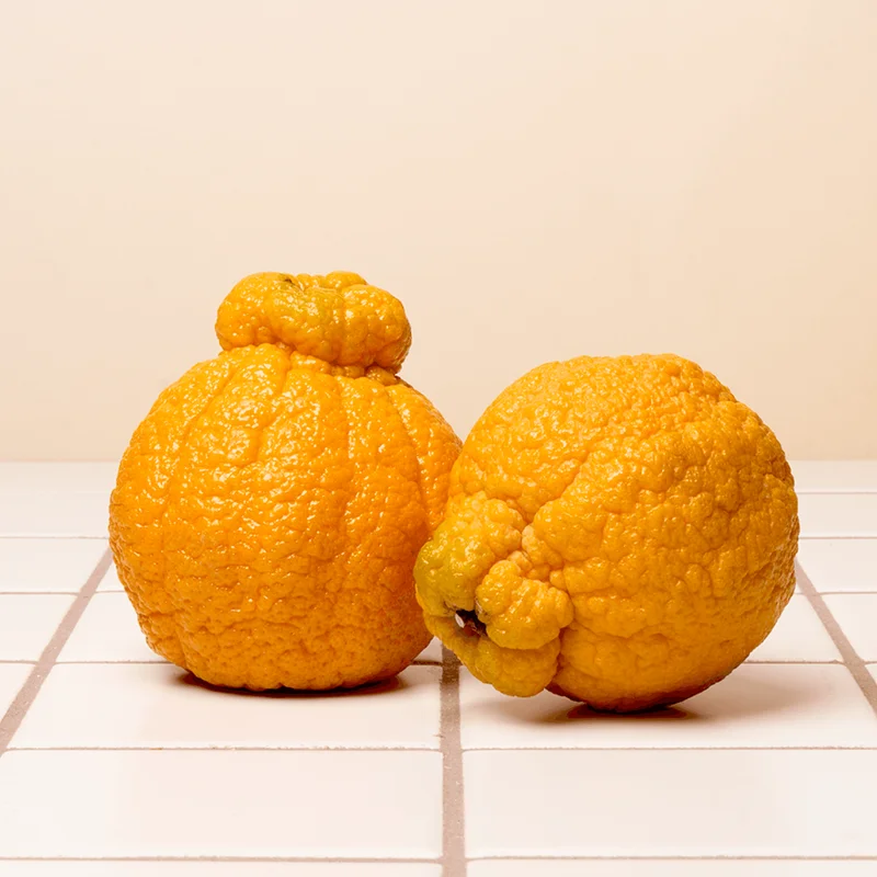 Jumbo Sno Mandarin