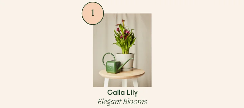 shop the calla lily:mother's day best seller