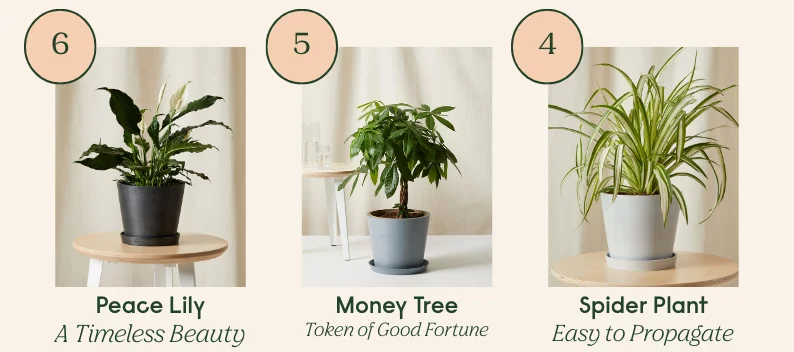 shop mother's day favorites