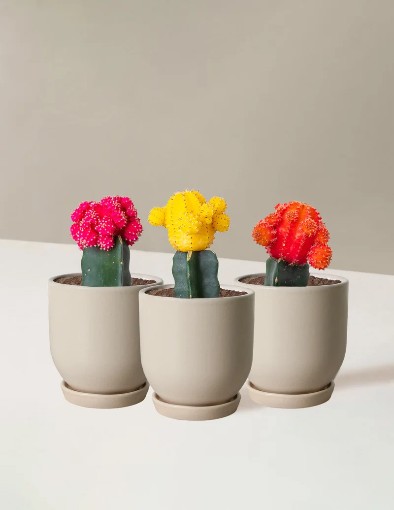 Image of Moon Cactus (Set of 3)