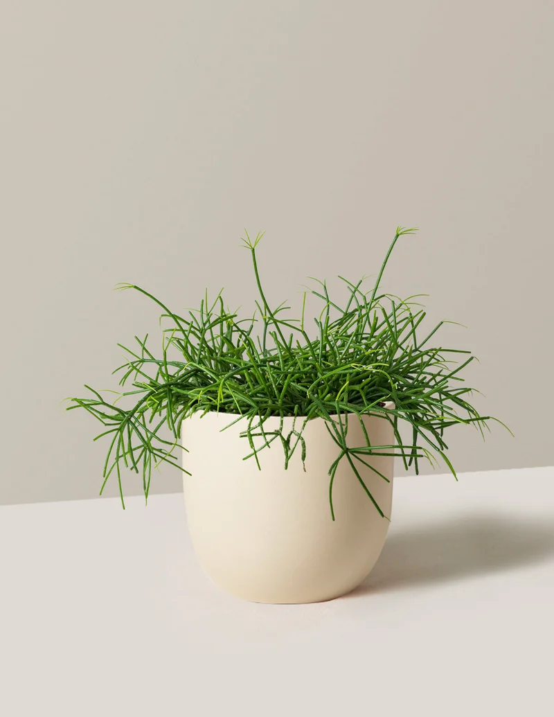 Image of Mistletoe Cactus