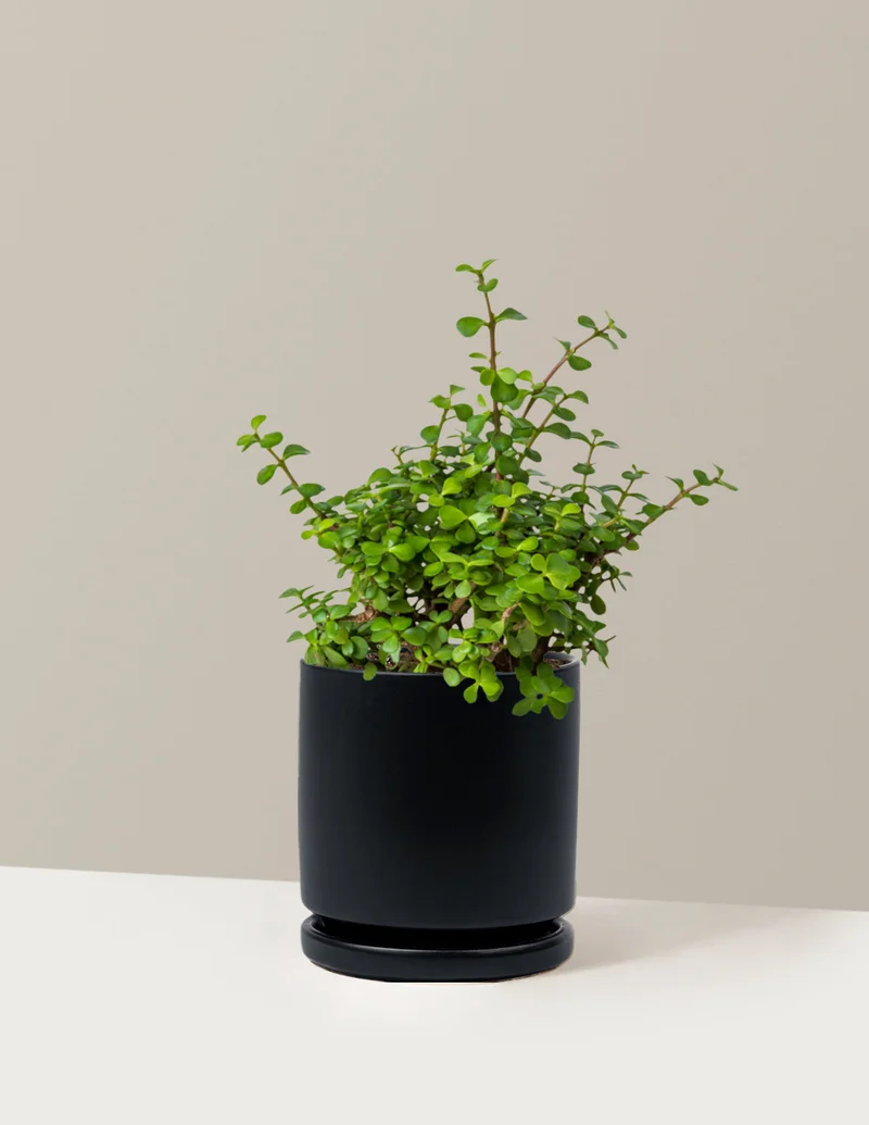 Image of Elephant Bush
