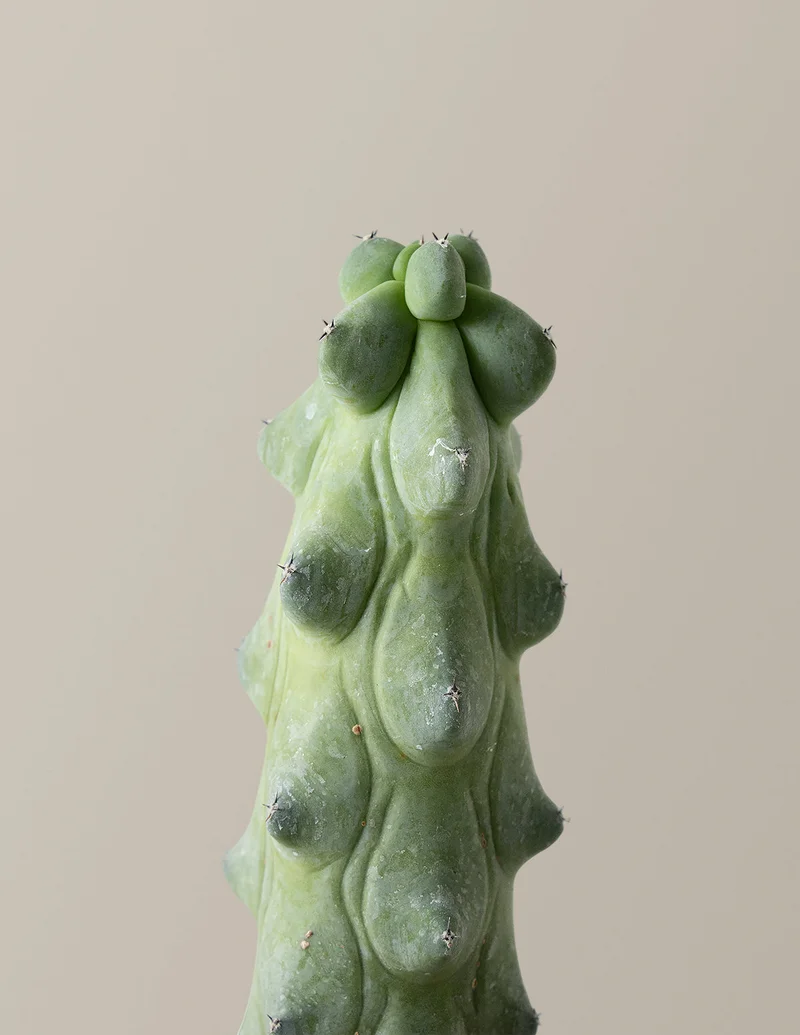 Image of Boobie Cactus