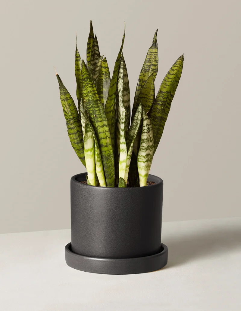 Image of Snake Plant Zeylanica