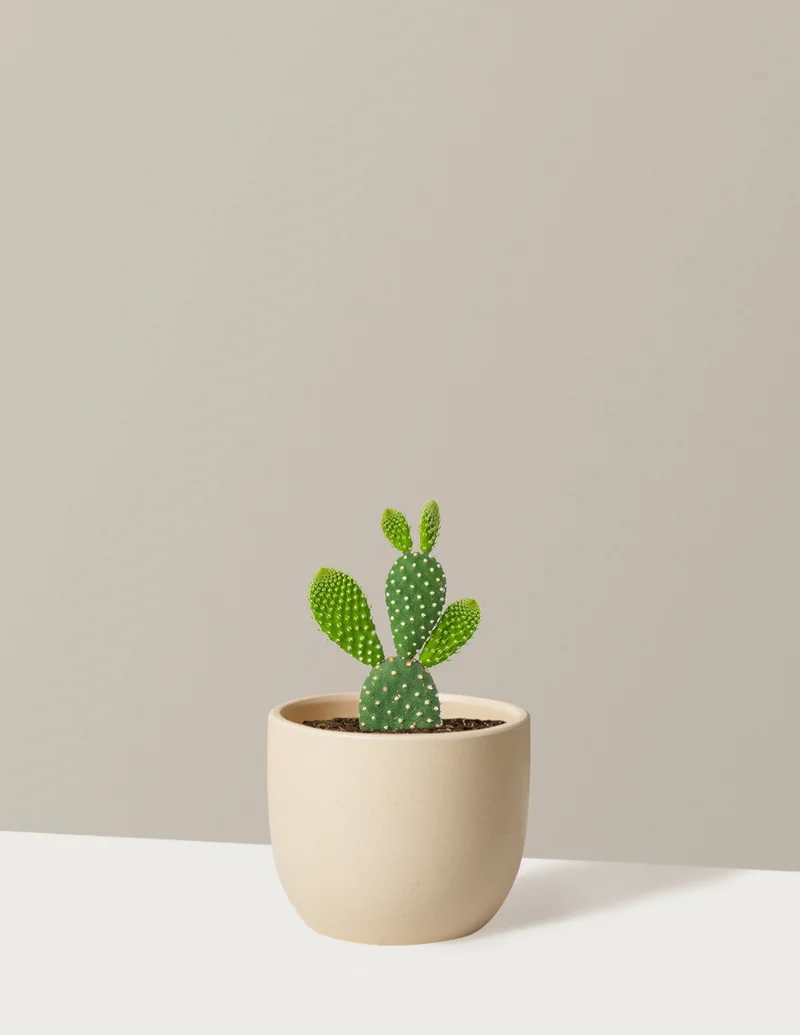 Image of Bunny Cactus