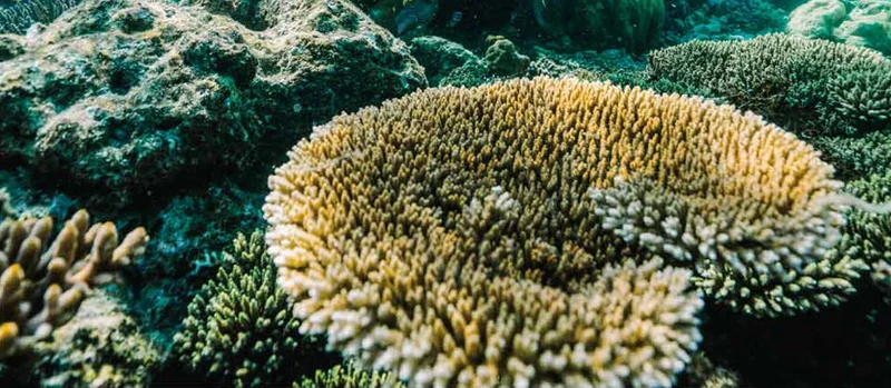 Coral reef