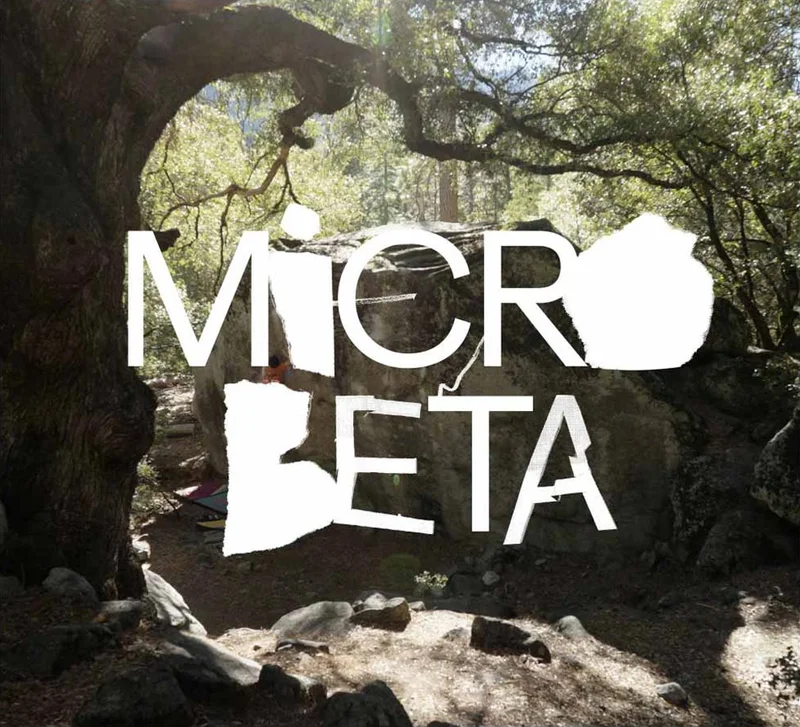 A climber works on a bouldering problem beneath a giant tree.