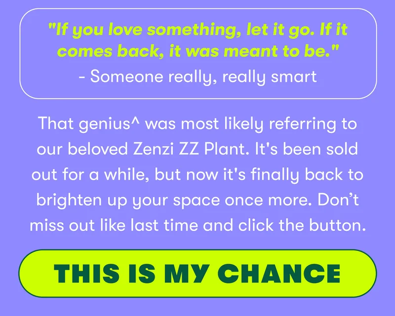 "If you love something, let it go. If it comes back, it was meant to be." - Someone really, really smart. That genius was most likely referring to our beloved Zenzi ZZ Plant. It's been sold out for a while but now it's finally back to brighten up your space once more. Don't miss out like last time and click the button. THIS IS MY CHANCE