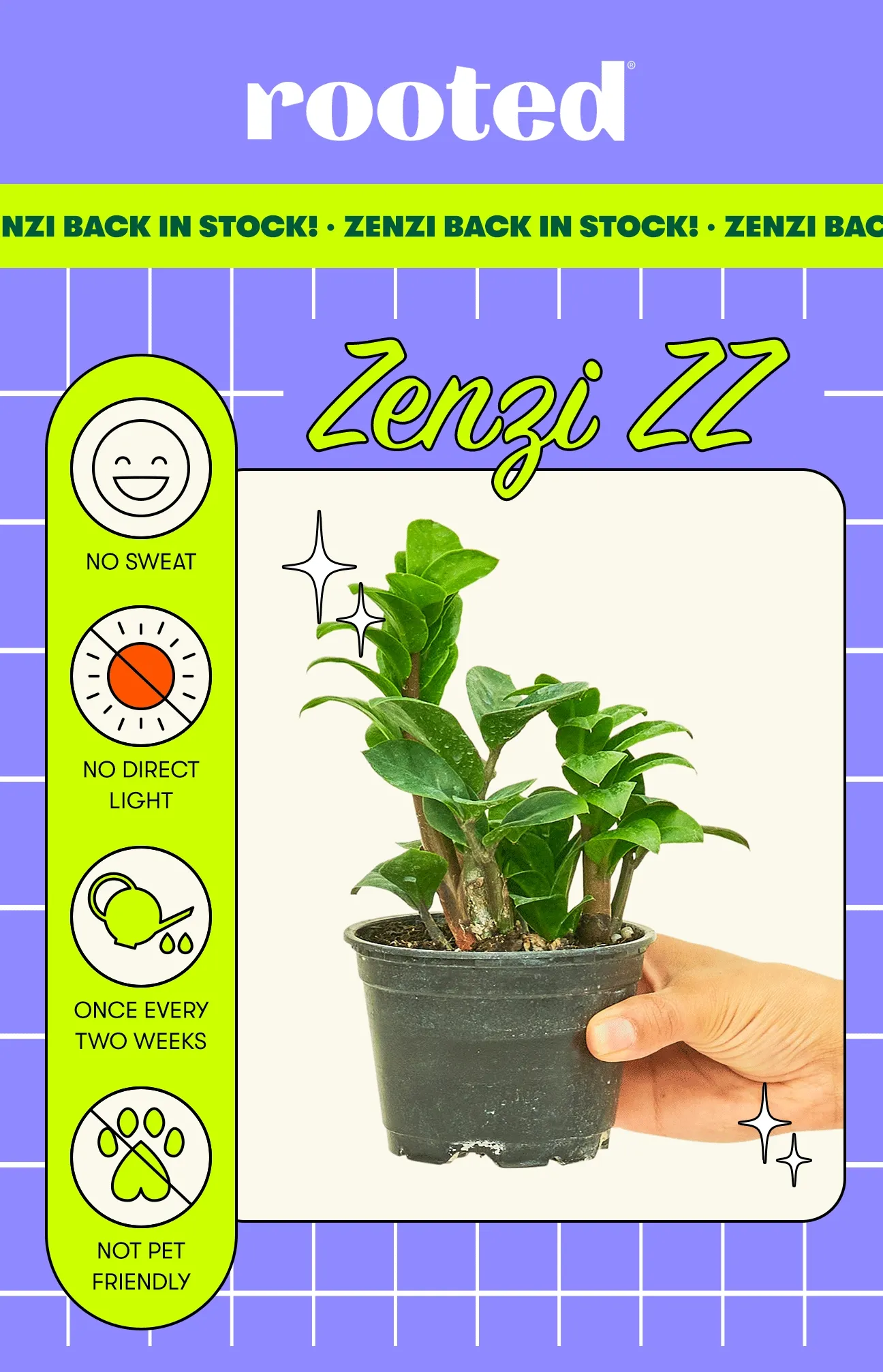 Rooted. Zenzi back in stock! Zenzi ZZ. No sweat, no direct light, water once every two weeks, not pet-friendly.