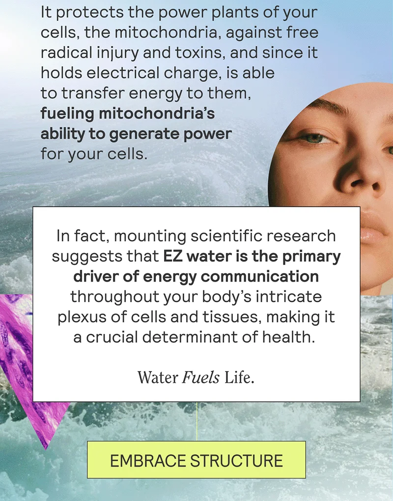 In its structured state, EZ water plays a critical role in your health. It protects the power plants of your cells, the mitochondria, against free radical injury and toxins, and since it holds electrical charge, is able to transfer energy to them, fueling mitochondrias’ ability to generate power for your cells.     In fact, mounting scientific research suggests that EZ water is the primary driver of energy communication throughout your body’s intricate plexus of cells and tissues, making it a crucial determinant of health.