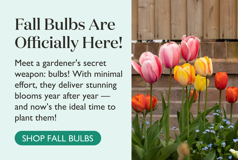 Fall Bulbs Are Officially Here! Shop Now!