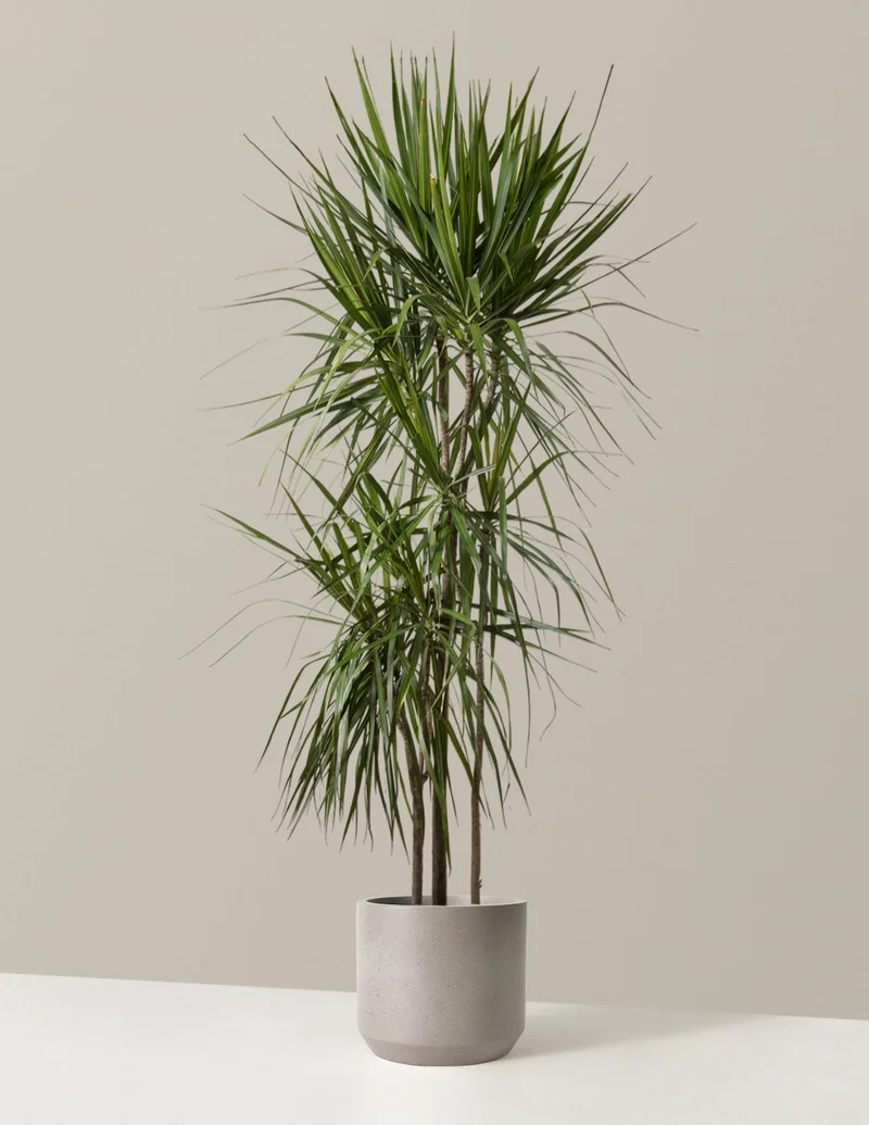 Image of Dracaena Marginata Tree